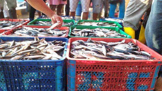 Through SuFiA TS, Tetra Tech works with the private sector, shown here offloading fish catch into colorful basket